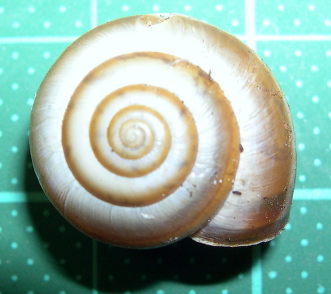 Monaca certosina